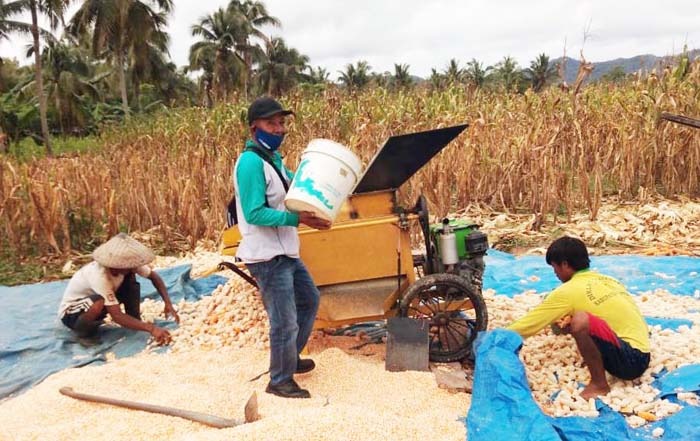 KostraTani Ranomeeto mendampingi petani panen padi seluas 200 hektar membentang, Konawe Selatan.