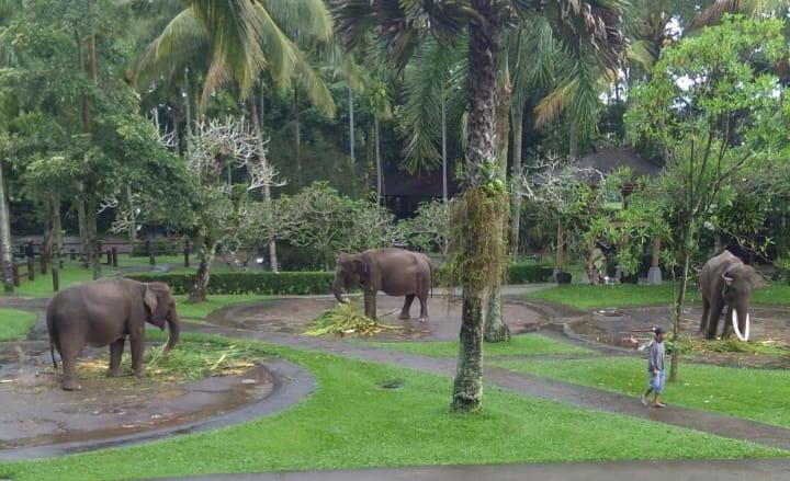 KLHK membantu satwa-satwa mendapat pakan layak di lembaga konservasi yang terdampak Covid-19.