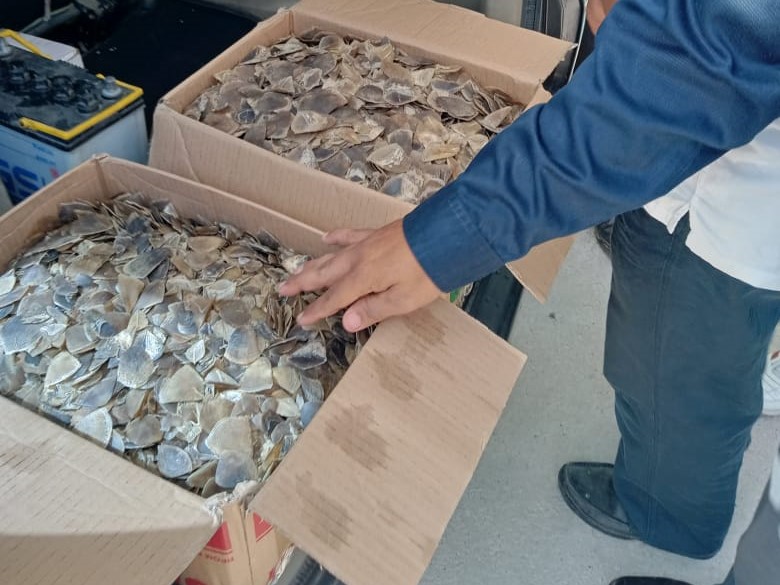 Sisik trenggiling sebanyak 14 kg yang dikemas dalam dua kardus di Riau