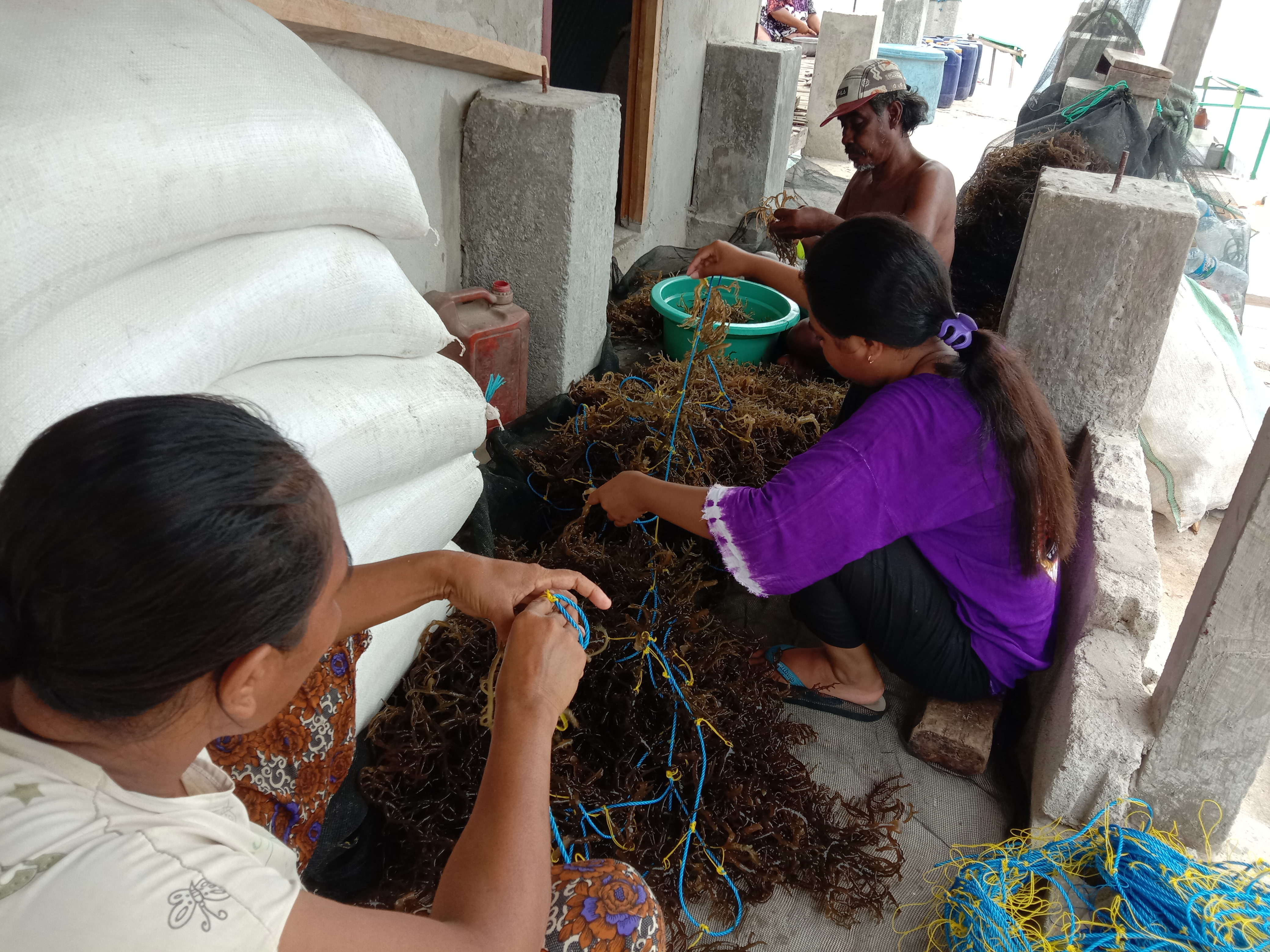 Petani rumput laut di Manggarai Barat, NTT