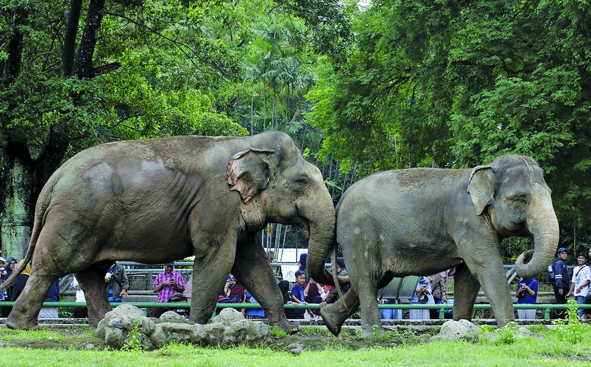 Mulai tanggal 20 Juni-2 Juli 2020, kawasan pariwisata dan taman margasatwa (kebun binatang) sudah boleh dibuka.