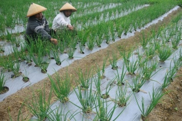 Ilustrasi -- Dua orang Petani di sawah