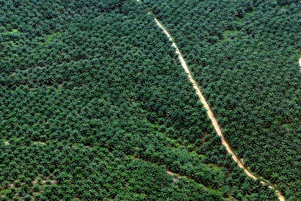 Perkebunan kelapa sawit di Kalimantan Tengah.