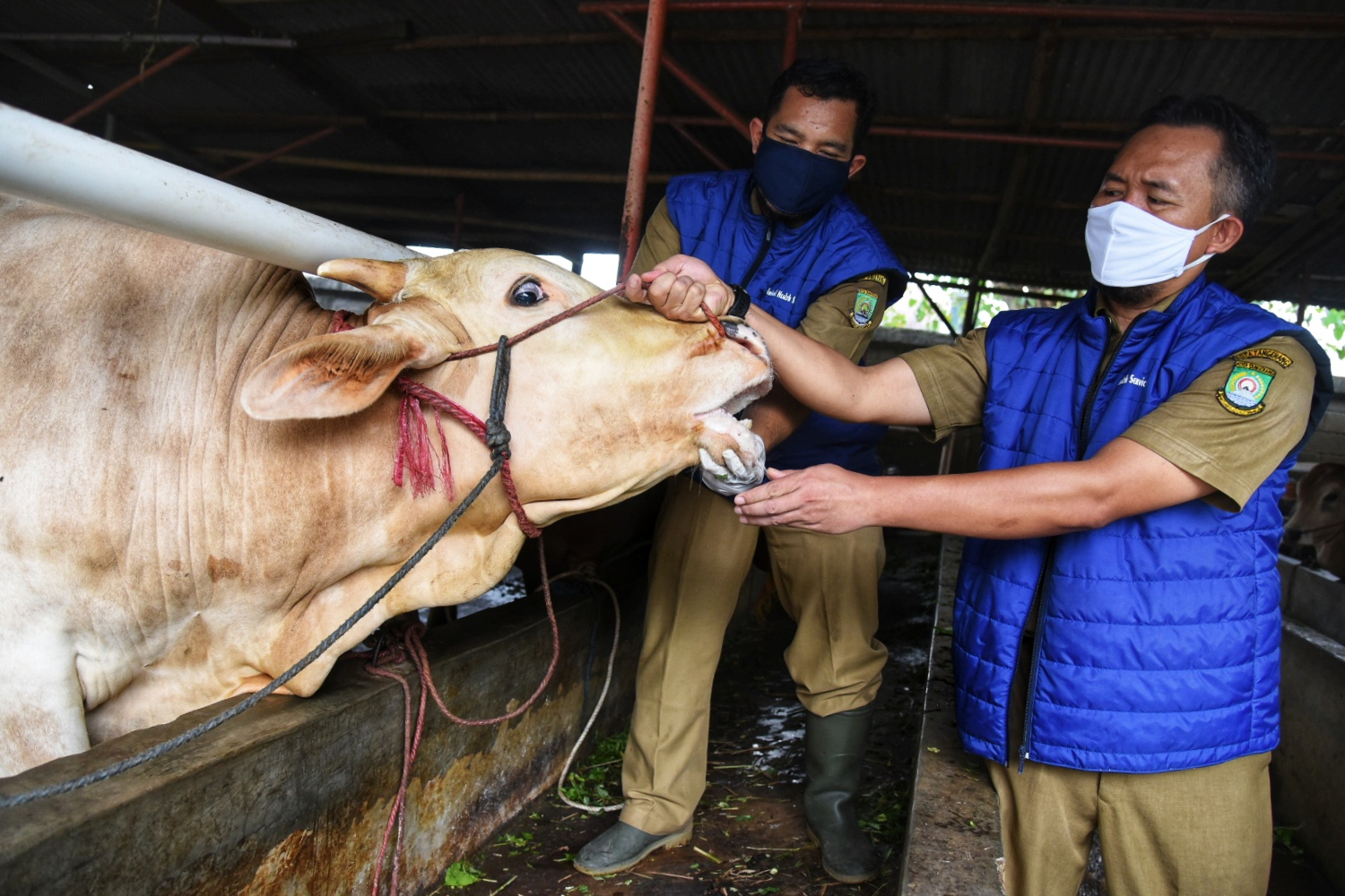 Memaksimalkan Daging Kurban di Masa Pandemi Covid-19