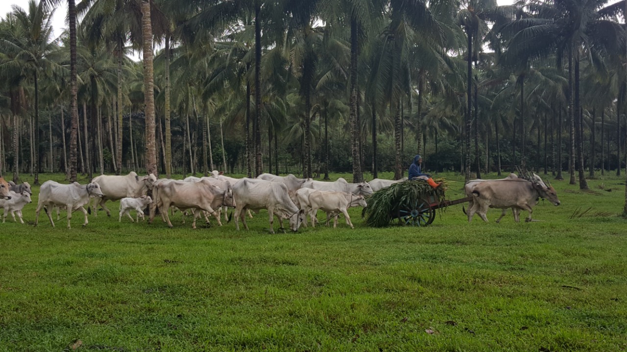 Sapi dan Kerbau Komoditas Andalan Negeri atau yang lebih dikenal dengan 'Sikomandan' di Provinsi Sumatera Utara.
