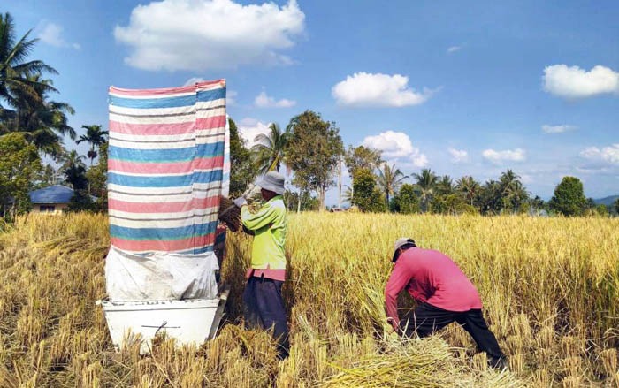  Teknologi jajar legowo (Jarwo) dengan Salibu mampu dongkrak produksi padi di Nagari Tabek, Tanah Datar, Sumbar.