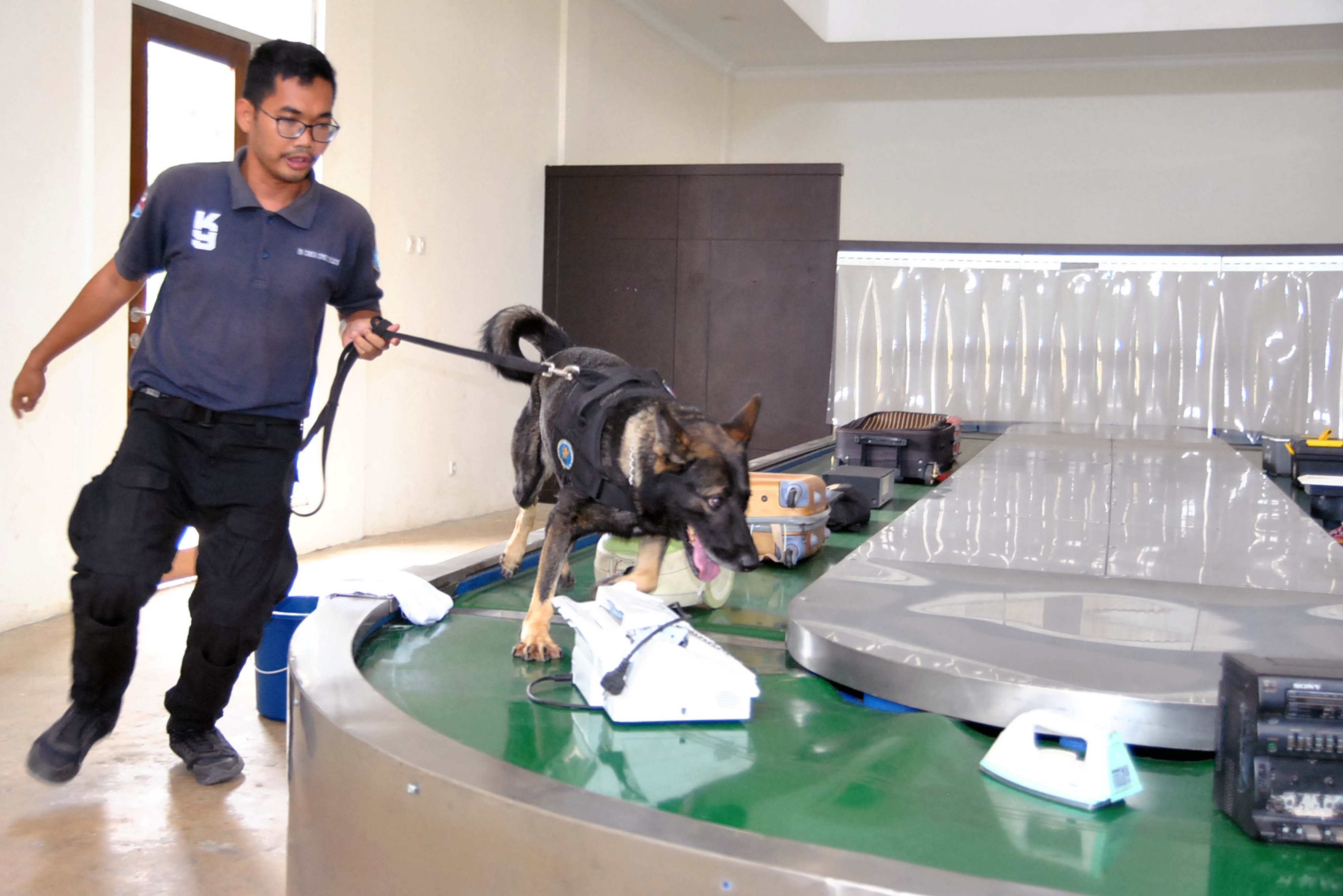 Petugas BNN menggunakan anjing pelacak K-9 untuk menemukan keberadaan narkotika saat simulasi di gedung fasilitas anjing pelacak narkotika (