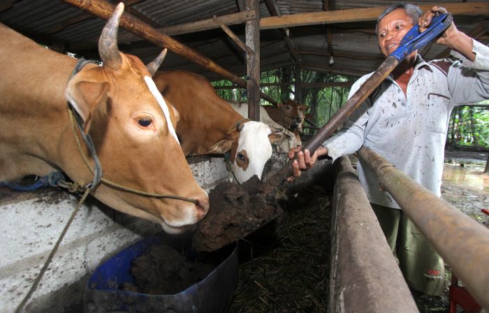 Seorang peternak memberikan makan sapi dengan ampas kelapa sawit di Mesuji Raya, OKI, Sumatra Selatan 