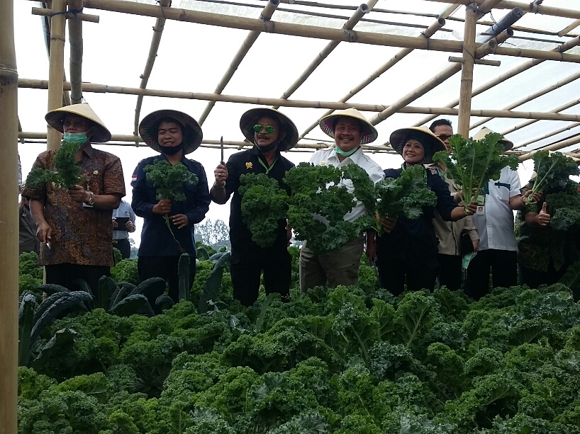 Menteri Pertanian Syahrul Yasin Limpo (ketiga dari kiri) saat melakukan panen perdana sayuran organik.