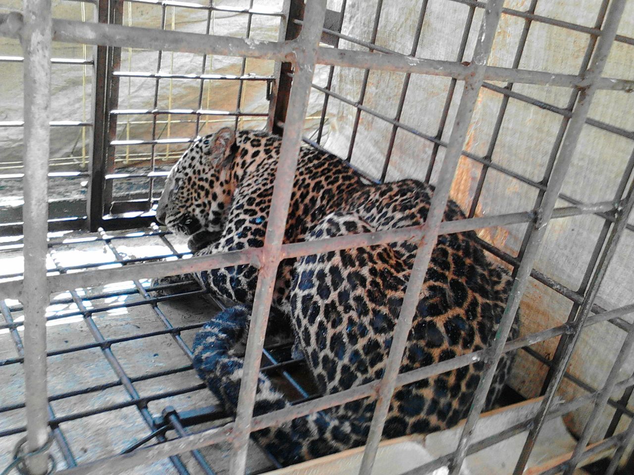 Macan tutul jawa (panthera pardus) terperangkap untuk kedua kalinya di Ciamis, Jawa Barat, Kamis (25/6)