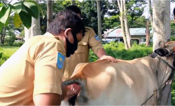 Lahan markas Kodim 1508/Tobelo dijadikan lahan pertanian dan peternakan dengan supervisi Dinas Pertanian dan Peternakan setempat.