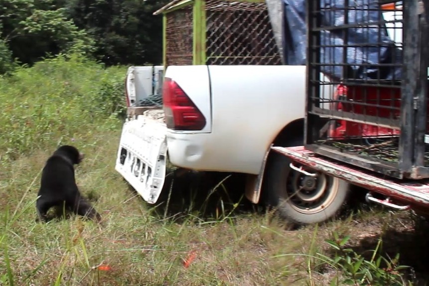 Evakuasi beruang madu di Dumai, Riau