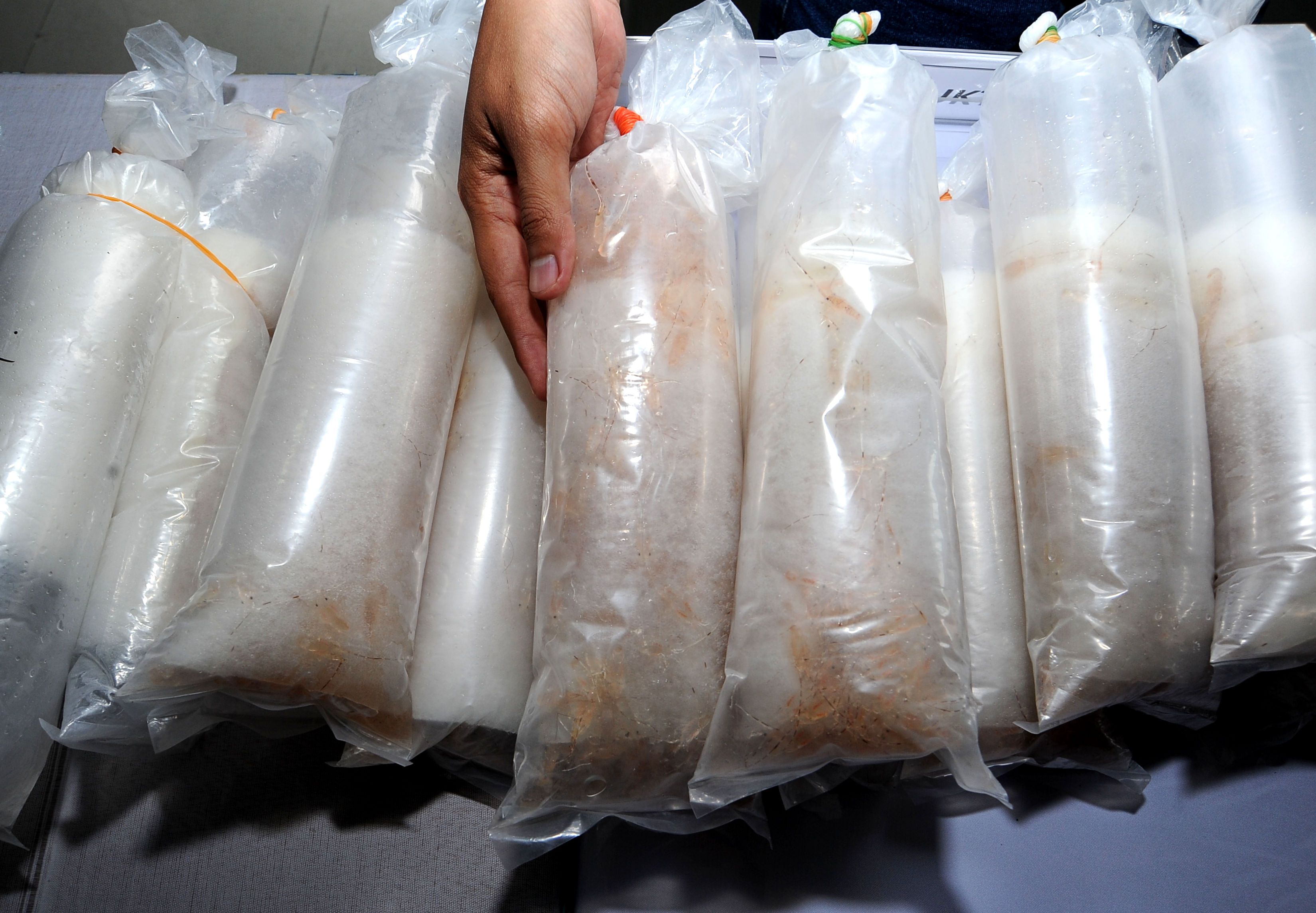 Peugas Polda Jambi menunjukkan ribuan baby lobster yang gagal diselundupkan senilai Rp14 miliar.