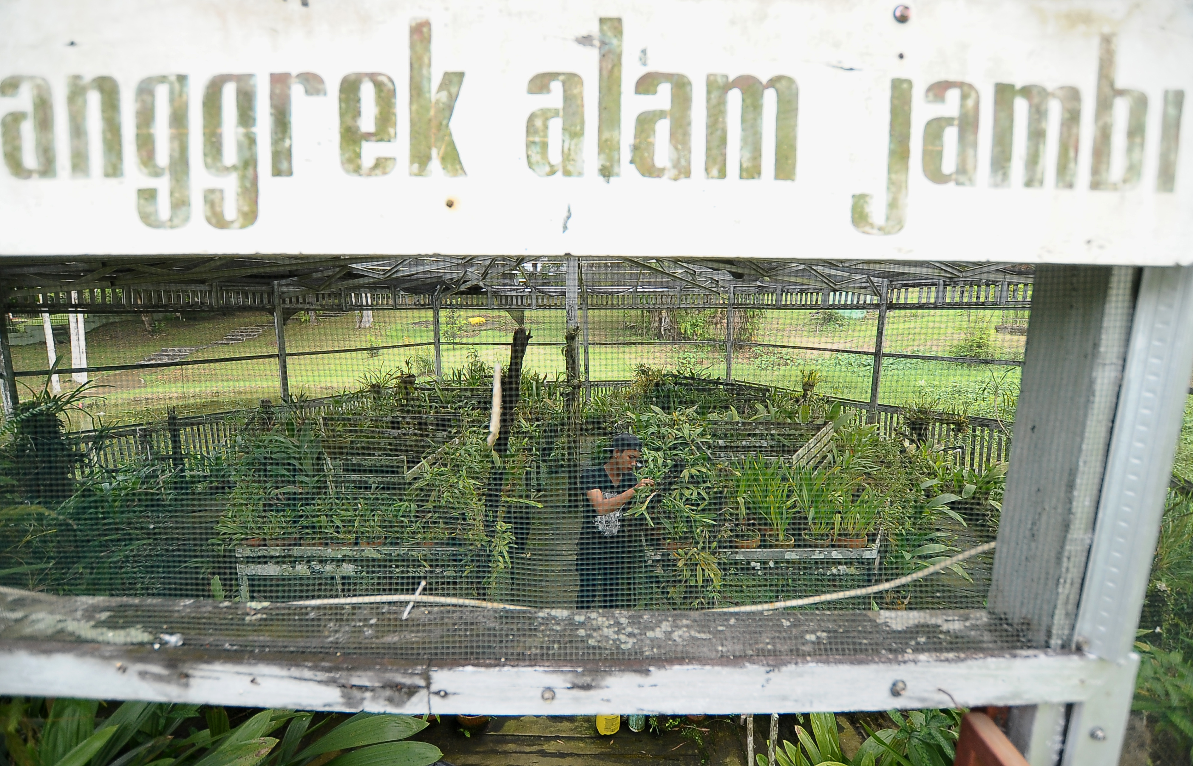 Ilustrasi BUDI DAYA ANGGREK JAMBI