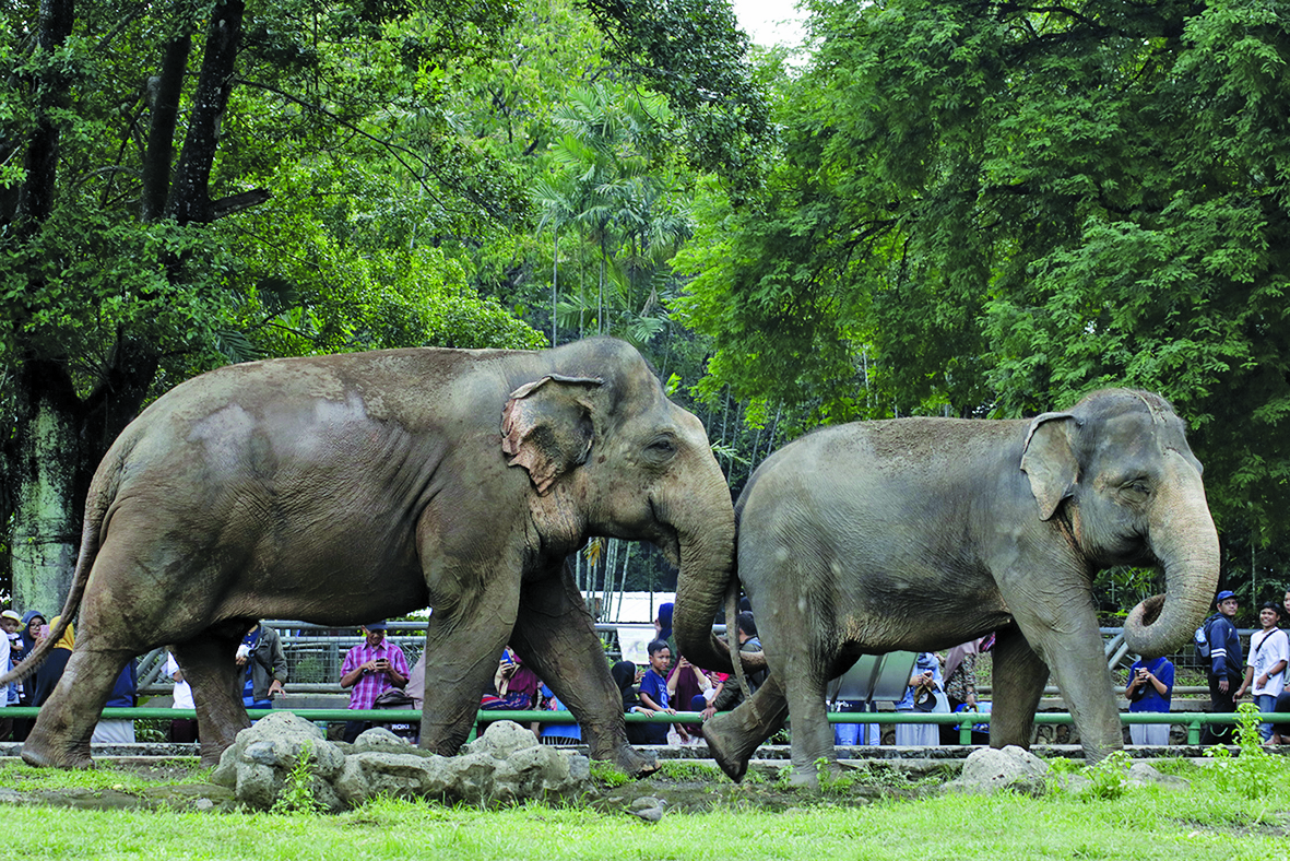 Pengunjung melihat gajah Sumatra saat berlibur di Taman Margasatwa Ragunan, Jakarta, Rabu (25/12). 