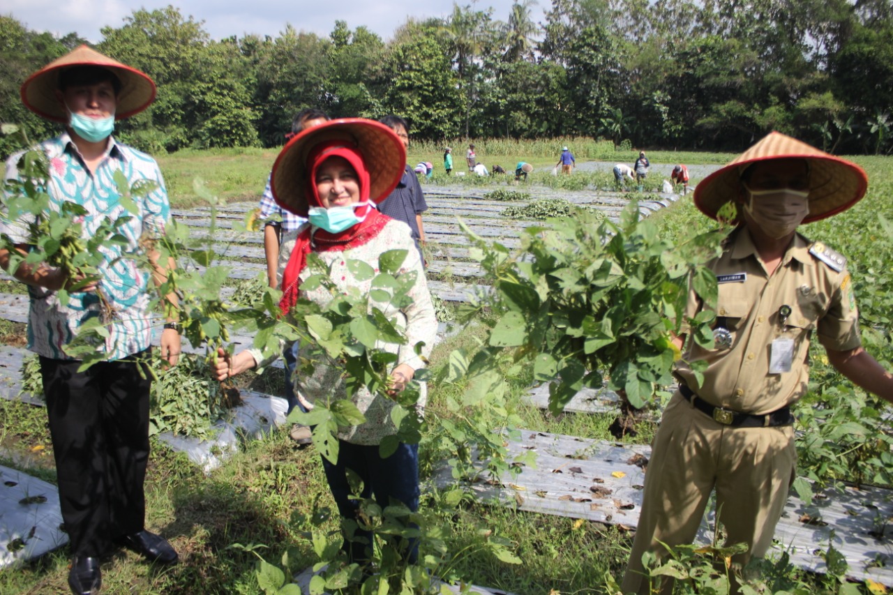 Universitas Mercu Buana Yogyakarta (UMBY) melaksanakan panen perdana kedelai edamame. 