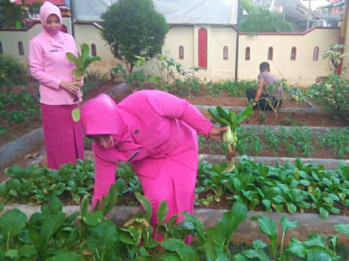 Bhayangkari  Sat Brimob Poda Daerah Istimewa Yogyakarta memanfaatkan lahan kosong untuk berkebun sayuran.