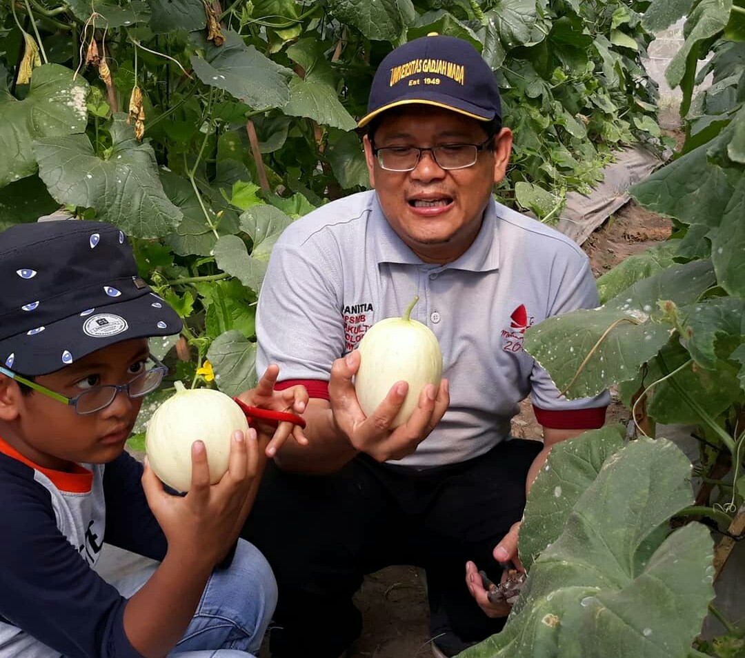 Prof Budi Setiadi Daryono menunjukkan dua varietas Gama Melon yang mendapatkan hak Perlindungan Varietas Tanaman  (PVT) dari Kementan