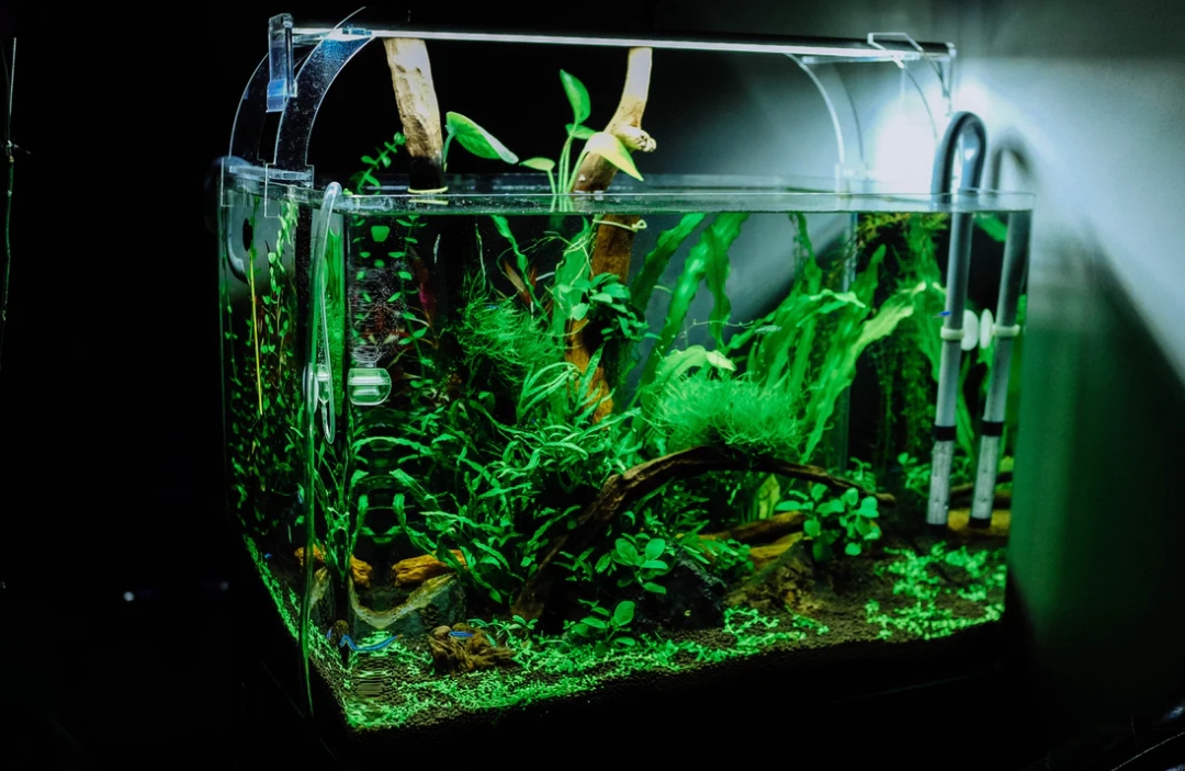 Studi dari Universitas Plymouth dan Universitas Exeter, Inggris, menunjukkan jika memandangi akuarium dapat berdampak positif pada kesehatan