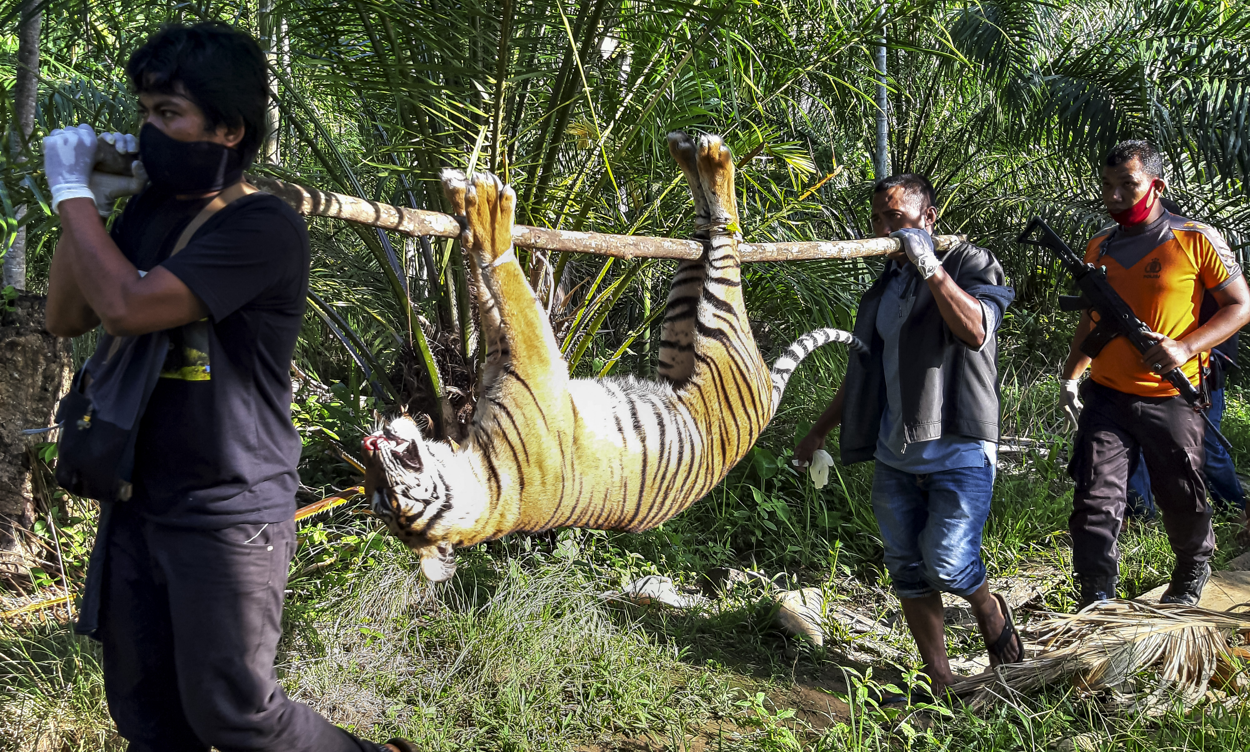 Petugas membawa tubuh harimau sumatera yang ditemukan mati di Trumon Timur, Aceh Selatan, Senin (29/6).