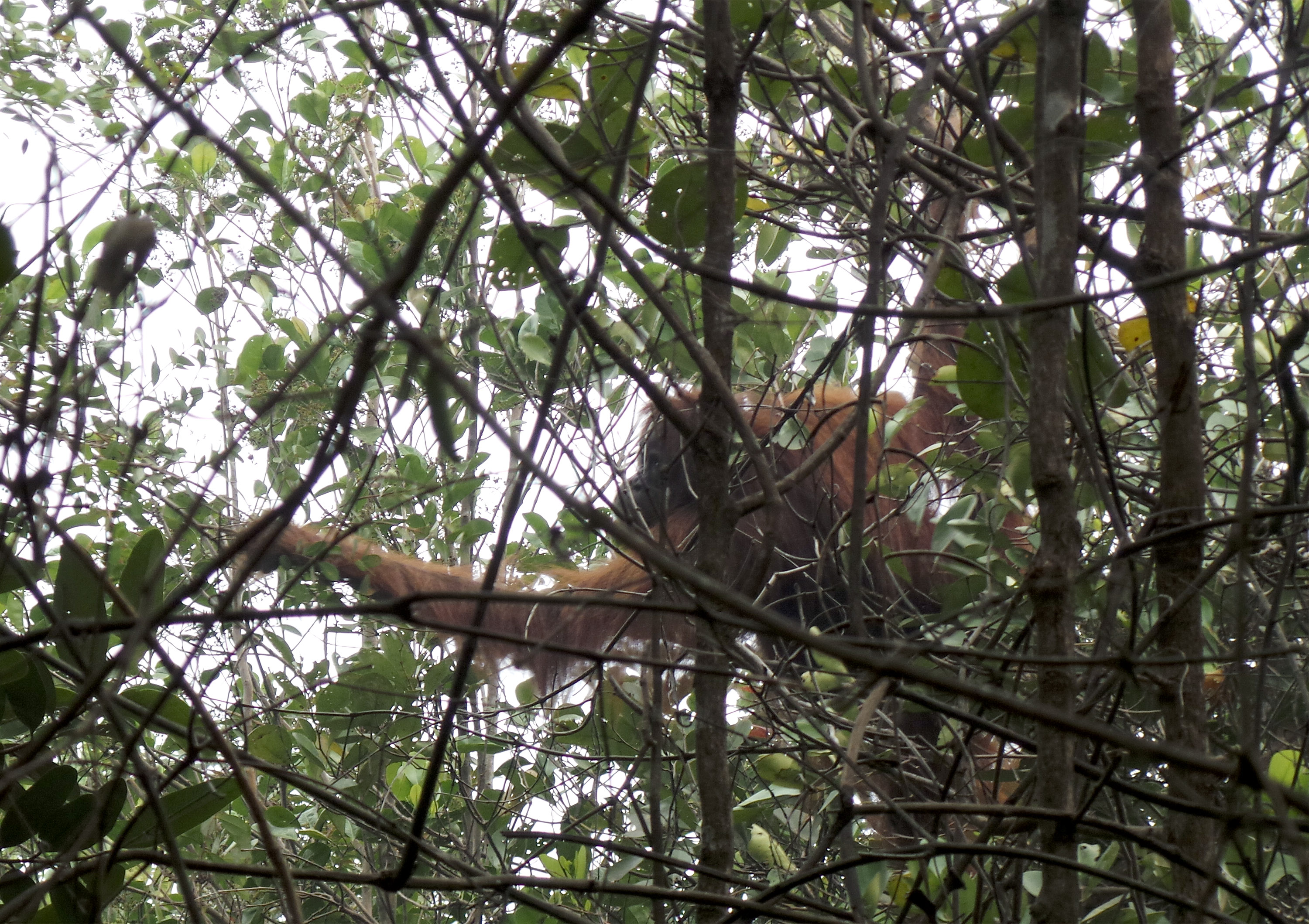Seekor Orang utan dewasa memasuki kawasan permukiman warga di Sampit, Kabupaten Kotawaringin Timur, Kalteng, Selasa (29/9).