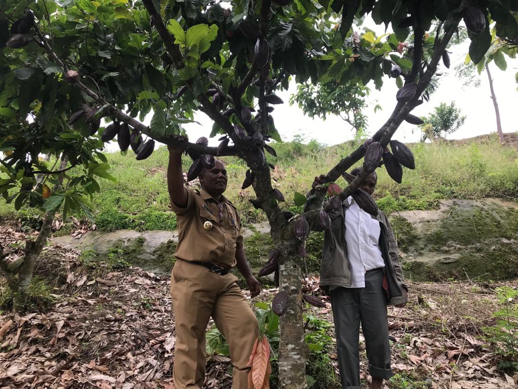 Bupati Pidie Roni Ahmad meninjau lahan perkebunan di wilayahnya. 