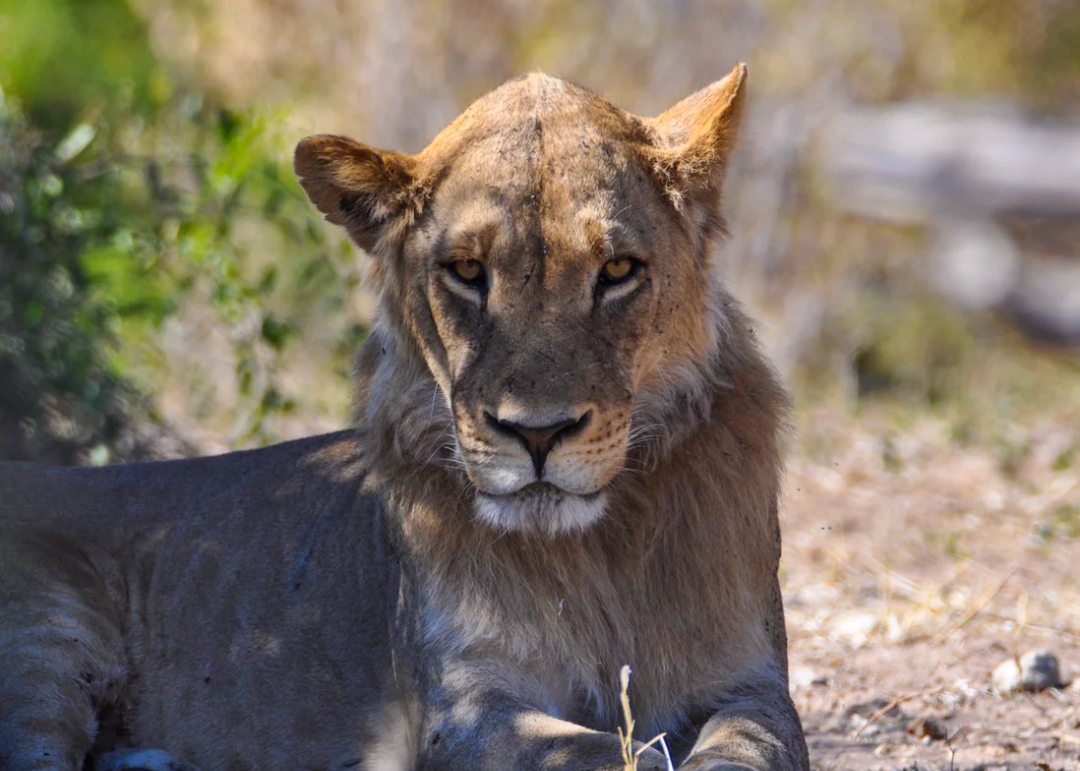 Di Afrika Selatan, singa ditangkarkan untuk diambil tulangnya.