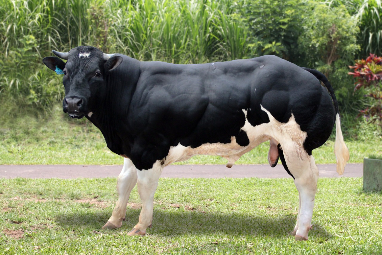 Sapi BB 'Gatot Kaca' yang dikembangkan dengan melalui TE dan Inseminasi Buatan (IB).