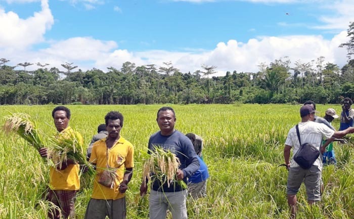 Petani padi asli Papua membuktikan mampu menghasilkan panen padi 5,8 ton/hektar.