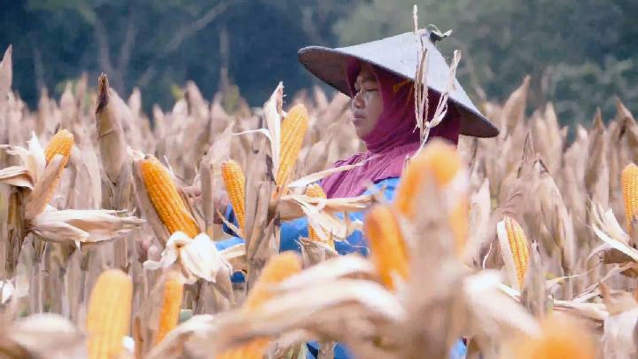 Program Tanam Jagung Panen Sapi (TJPS) di Provinsi Nusa Tenggara Timur (NTT)  mulai menuai sukses.