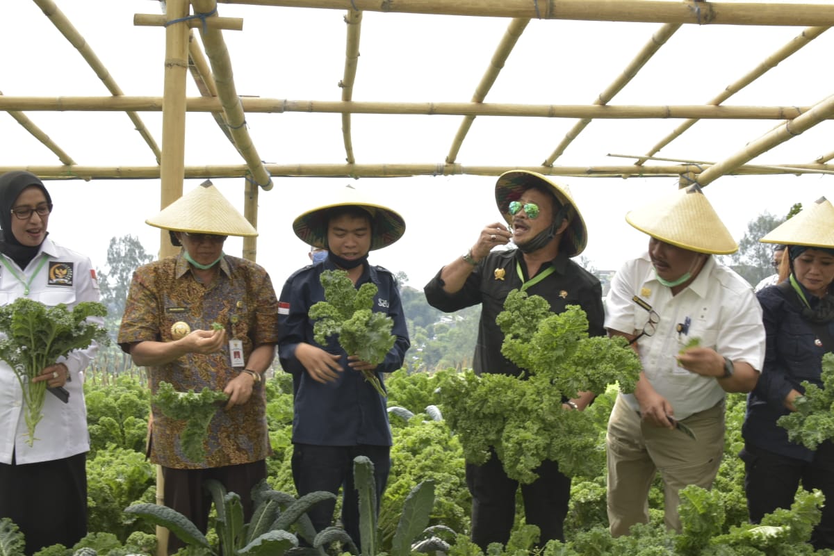 Sayuran organik menjadi pilihan petani milenial dalam budidaya pertanian.