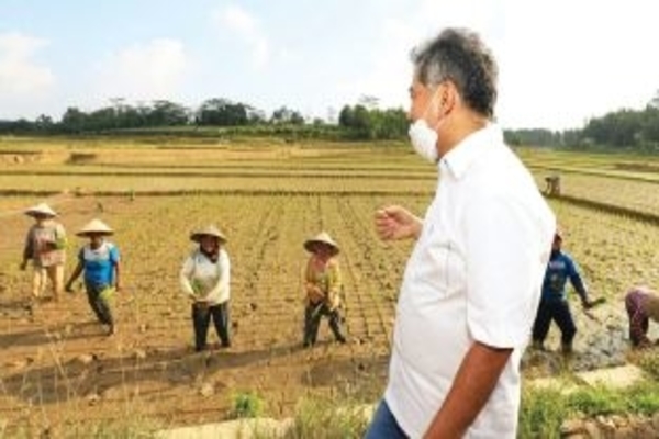 Upaya Nyata BRI Dukung Ketahanan Pangan di Era New Normal