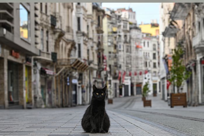  Seekor kucing berdiri di tengah kawasan pertokoan Istanbul, Turki, yang sepi akibat pandemi covid-19.  
