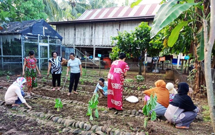 Petani Soppeng Memanfaatkan Pekarangan Untuk Demplot