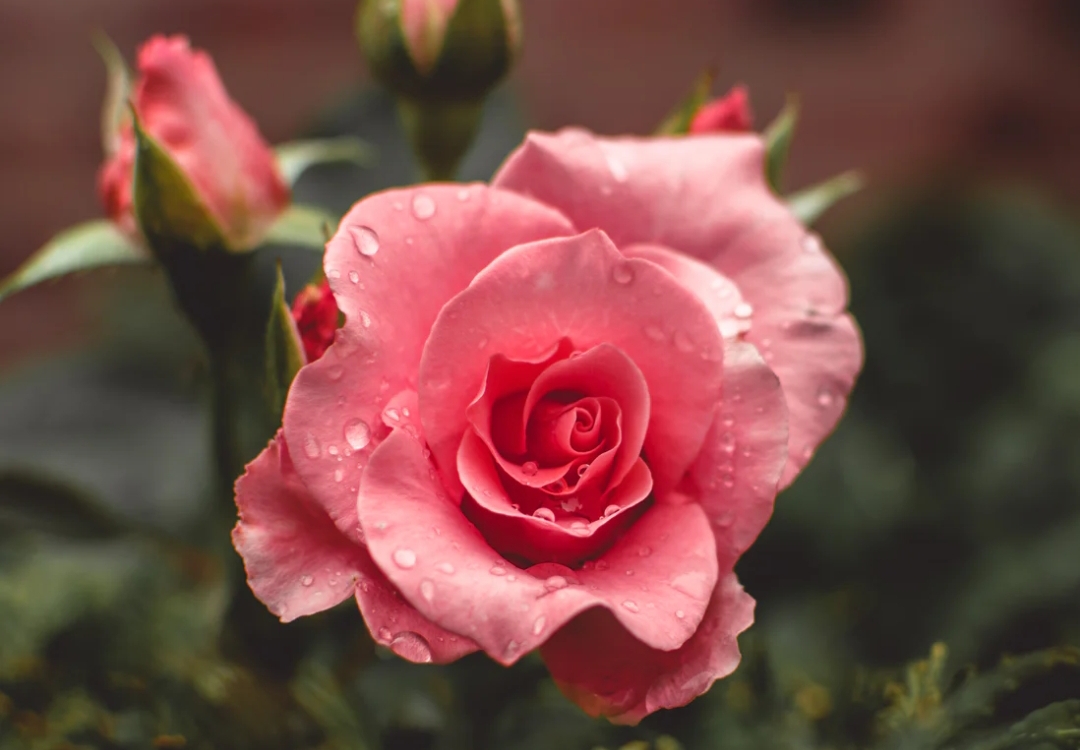 Dengan bahan sederhana, bunga mawar bisa dimanfaatkan untuk membuat masker wajah.