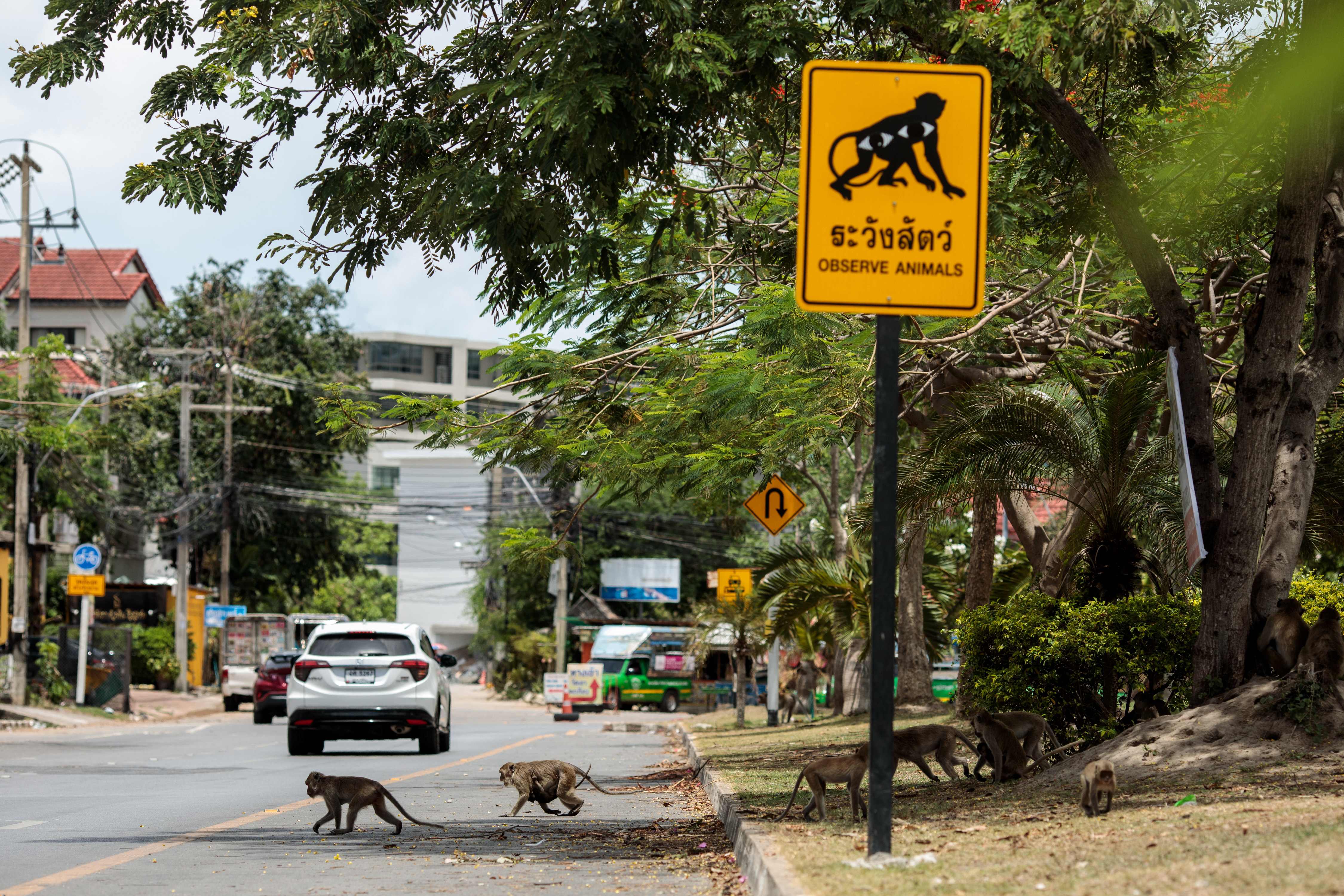 Sejumlah kera macaque menyeberang jalan di  kawasan wisata Hua Hin, Thailand. Kera-kera ini menjadi salah satu objek pariwisata.