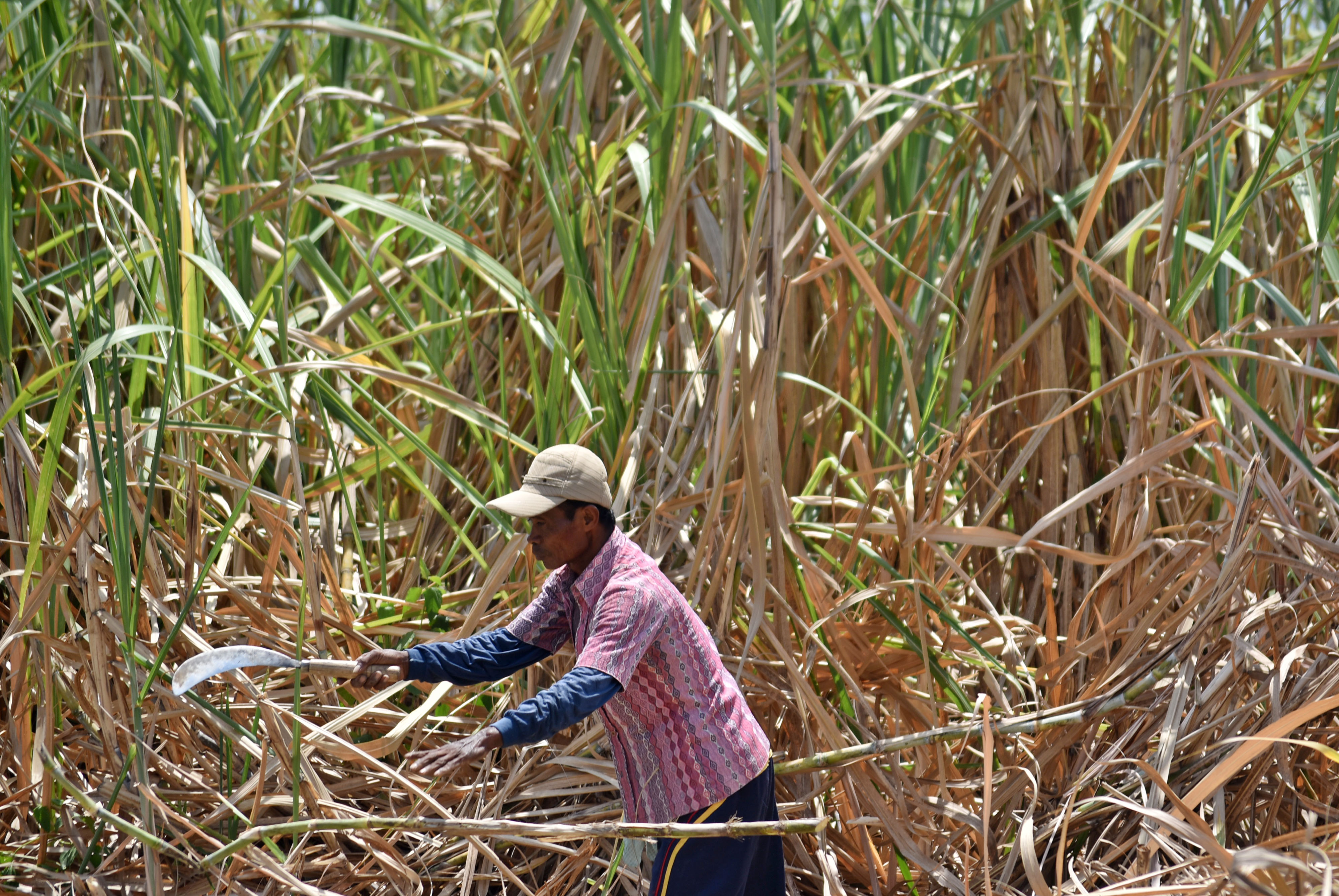 Petani sedang memanen tebu. 