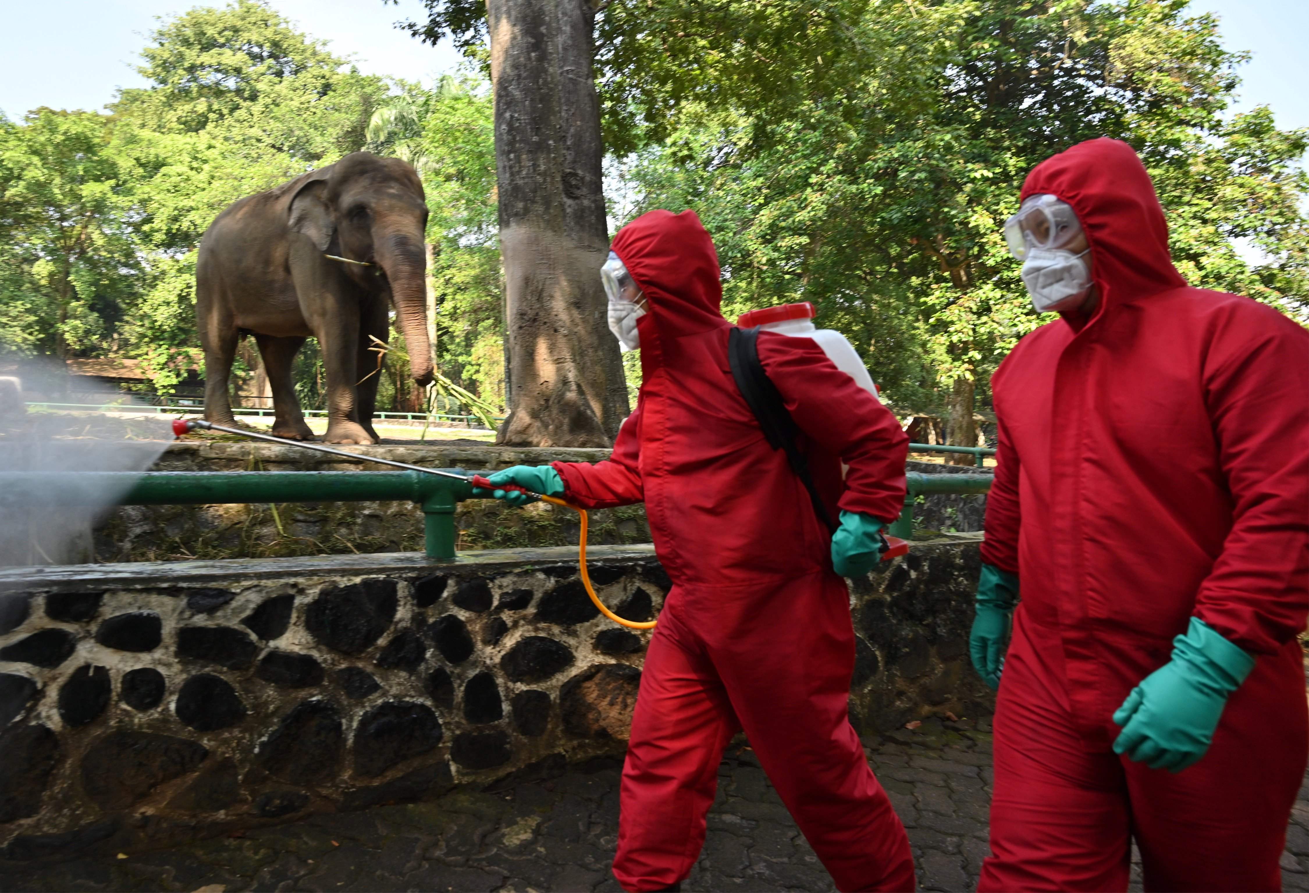 Petugas menyemprotkan desinfektan di kawasan Kebun Binatang Ragunan, Jakarta.