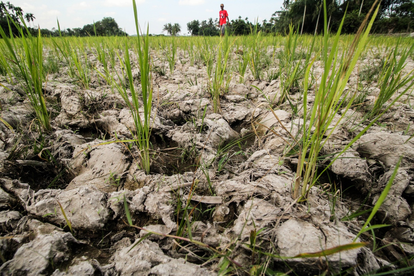 Sawah mengering di saat musim panas.