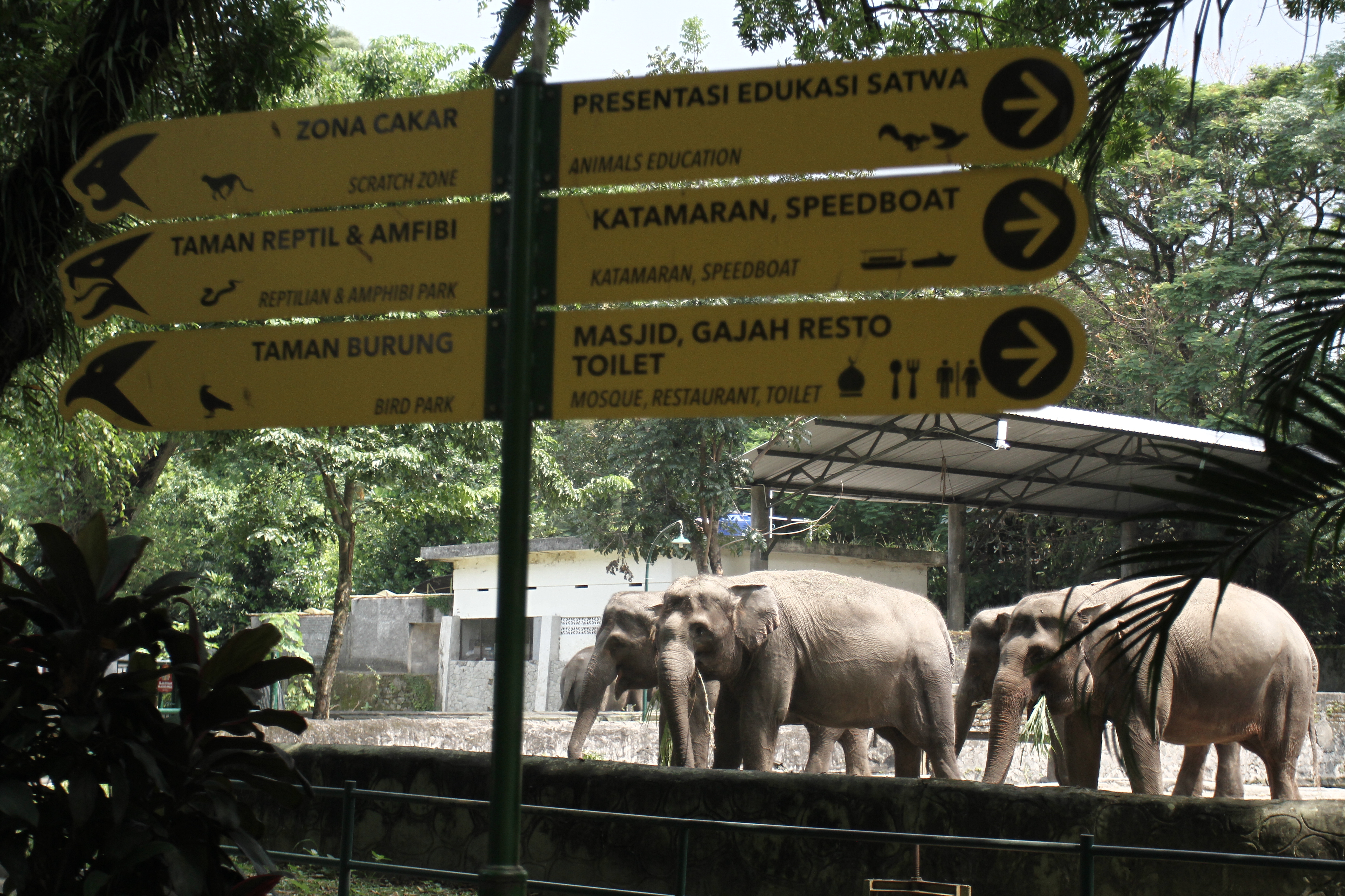 Gajah sumatera (Elephas Maximus Sumatrensis) barada di kebun binatang Gembiraloka (GL) Zoo, Umbulharjo, DI Yogyakarta