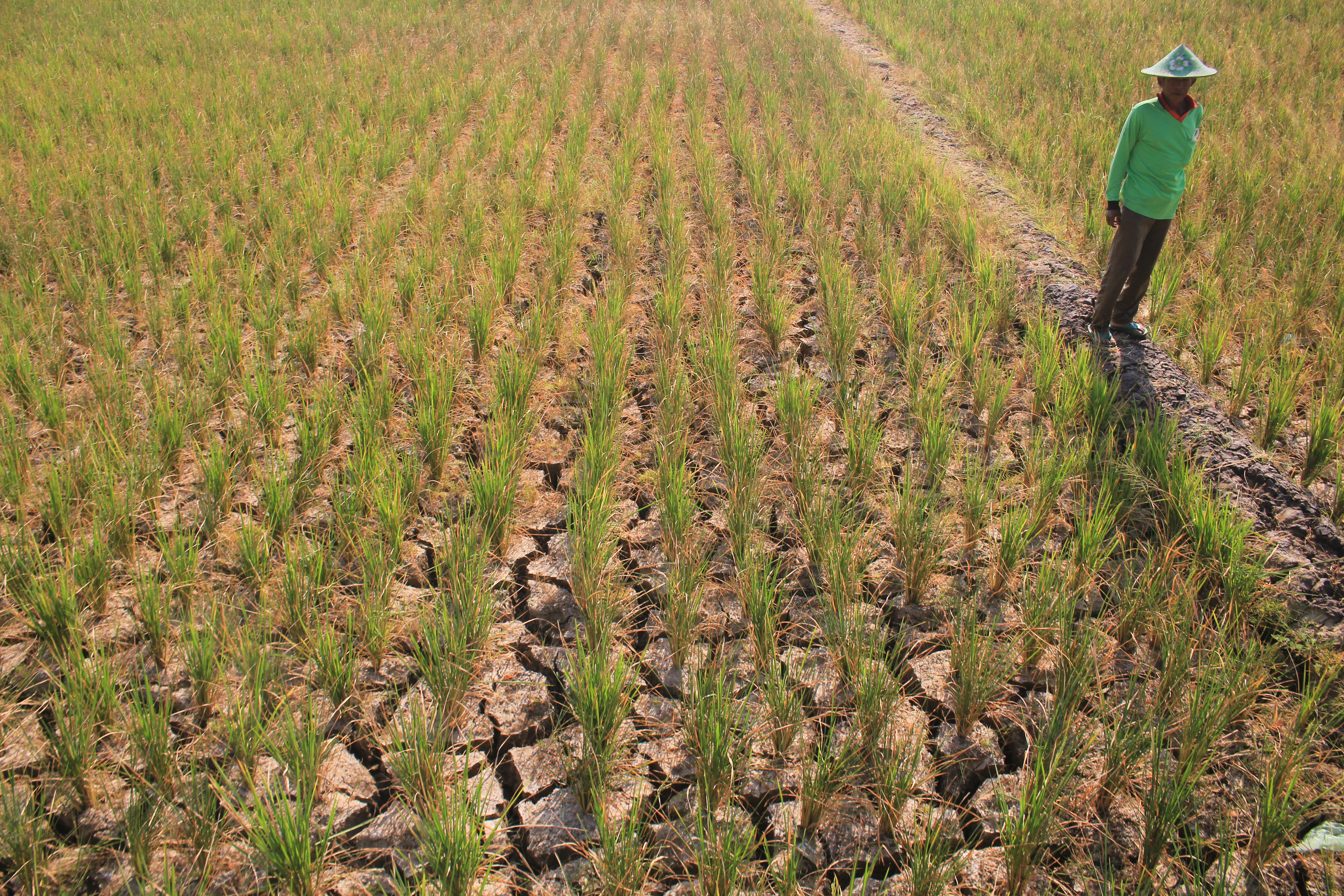 Petani berada di areal sawah miliknya yang kekeringan di Desa Pegagan, Kecamatan Terisi, Indramayu, Jawa Barat, beberapa waktu lalu.
