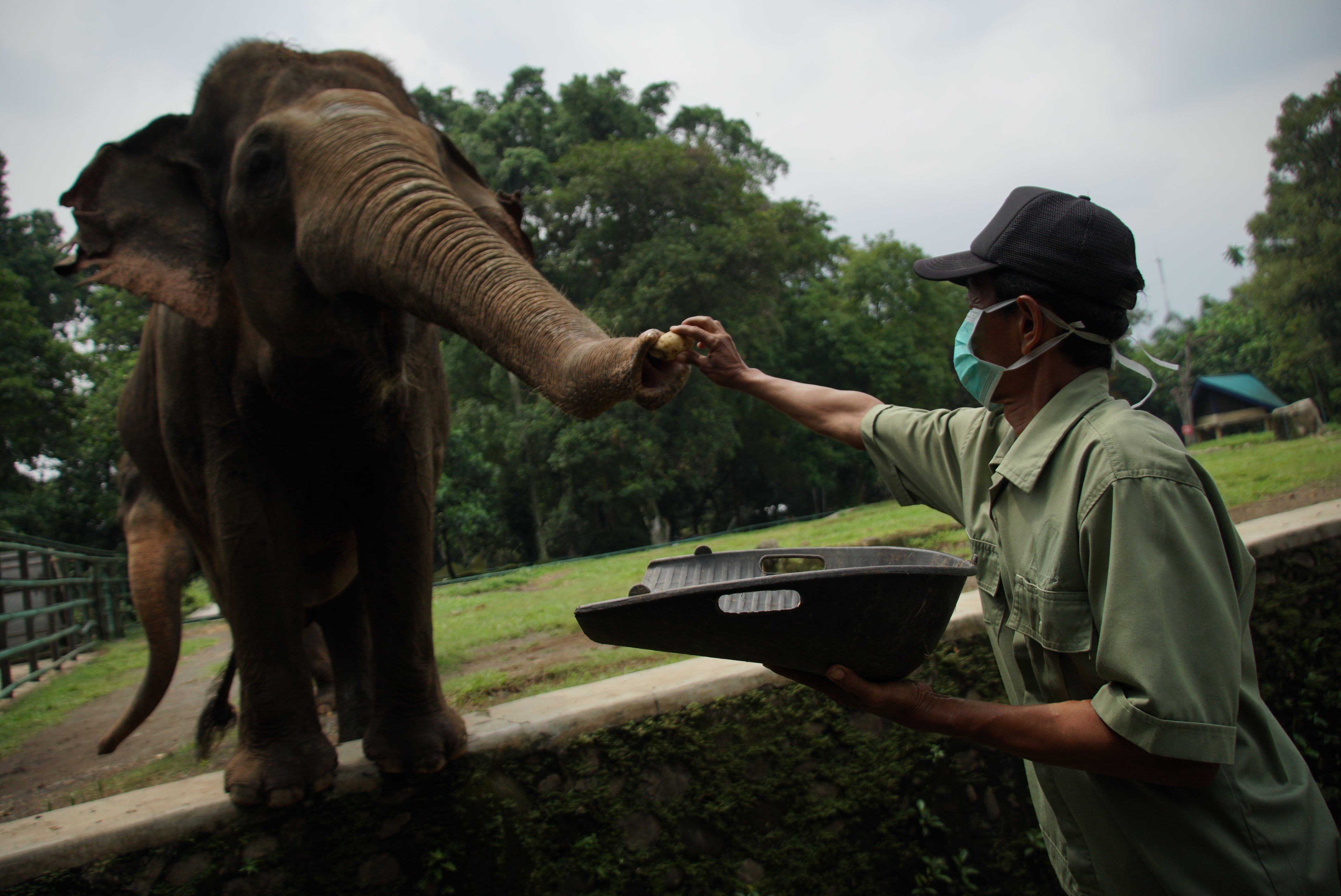 Petugas memberi makan gajah di Taman Margasatwa Ragunan, Jakarta.