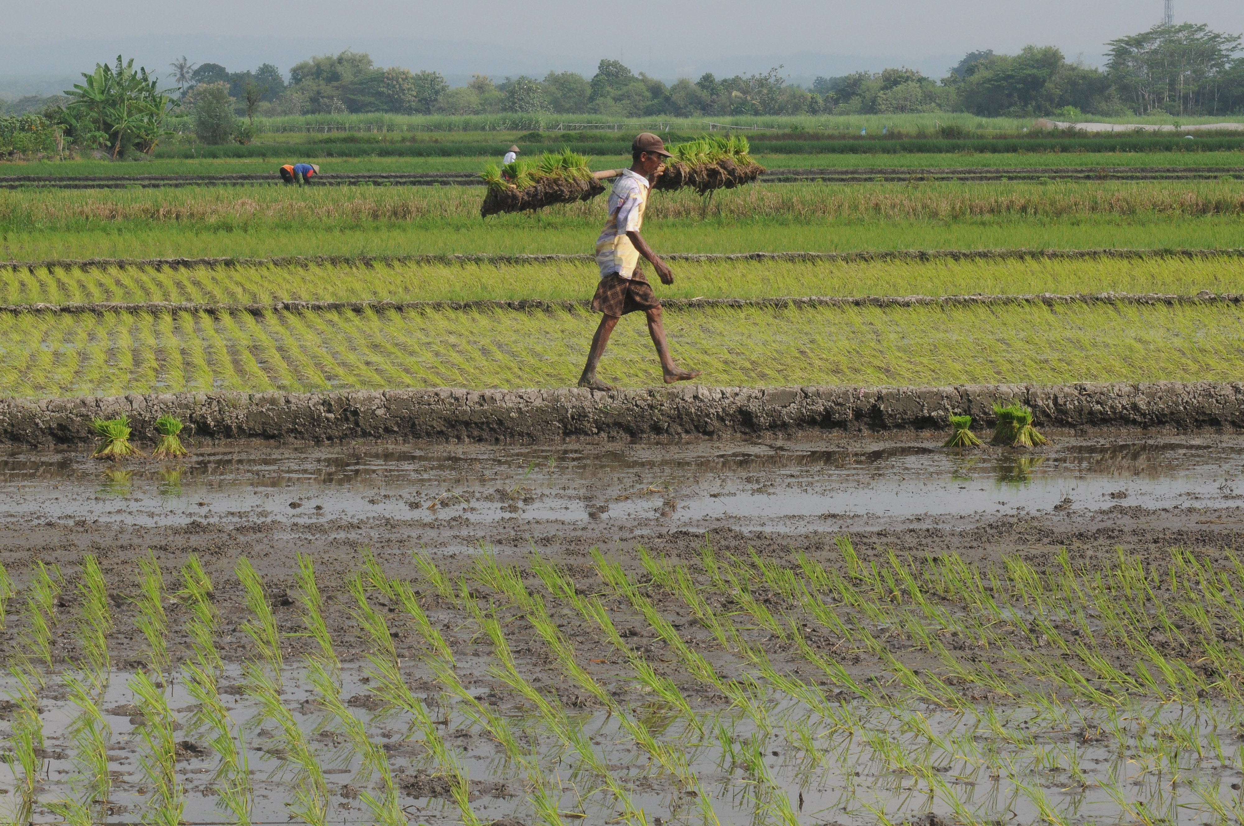 Petani di Boyolali, Jawa Tengah, memikul benih padi yang akan ditanam.
