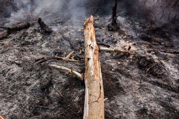 Pelaku karhutla akan dijatuhi hukuman maksimal atau hukuman berat sesuai dengan undang-undang yang berlaku.