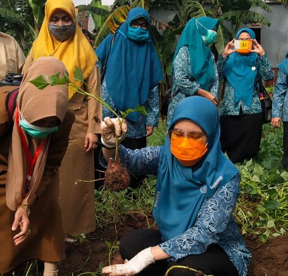  Ubi jalar merupakan tanaman alternatif pangan di indonesia yang memiliki rasa yang enak, kandungan gizi tinggi, dan bernilai ekonomi.