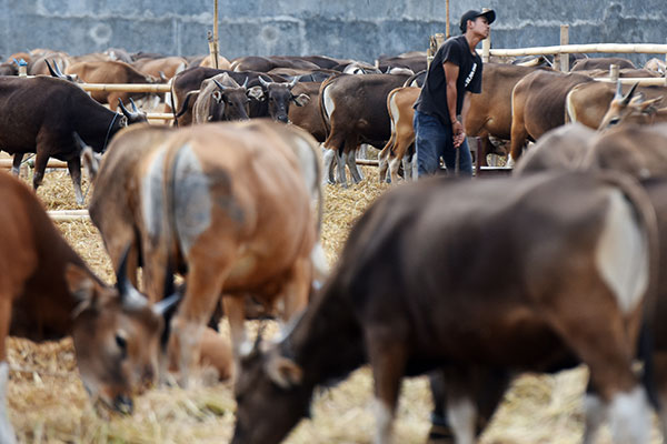 Sapi-sapi yang disiapkan untuk kurban.