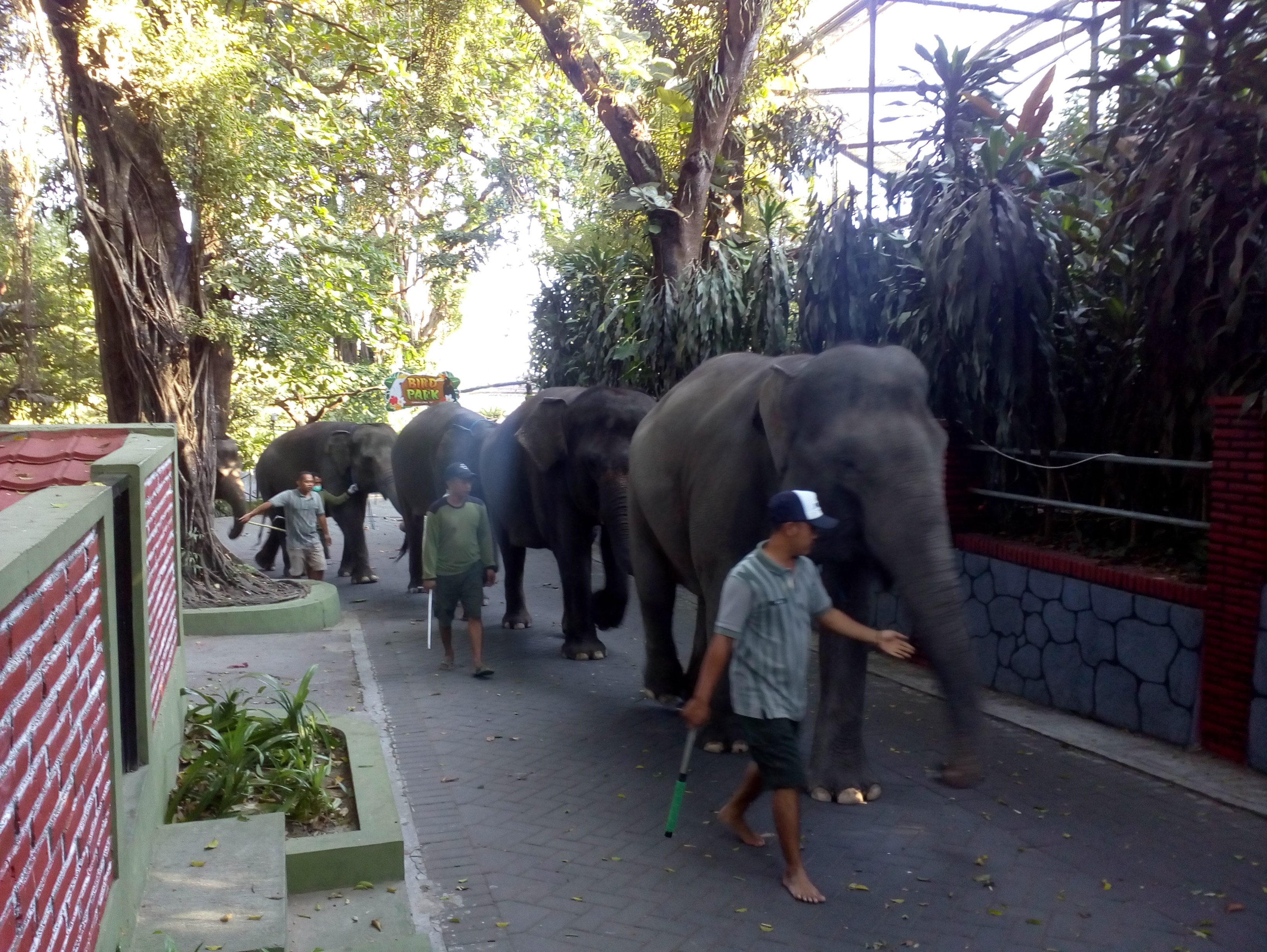 Kesibukan pelatih gajah di GLZoo Yogyakarta