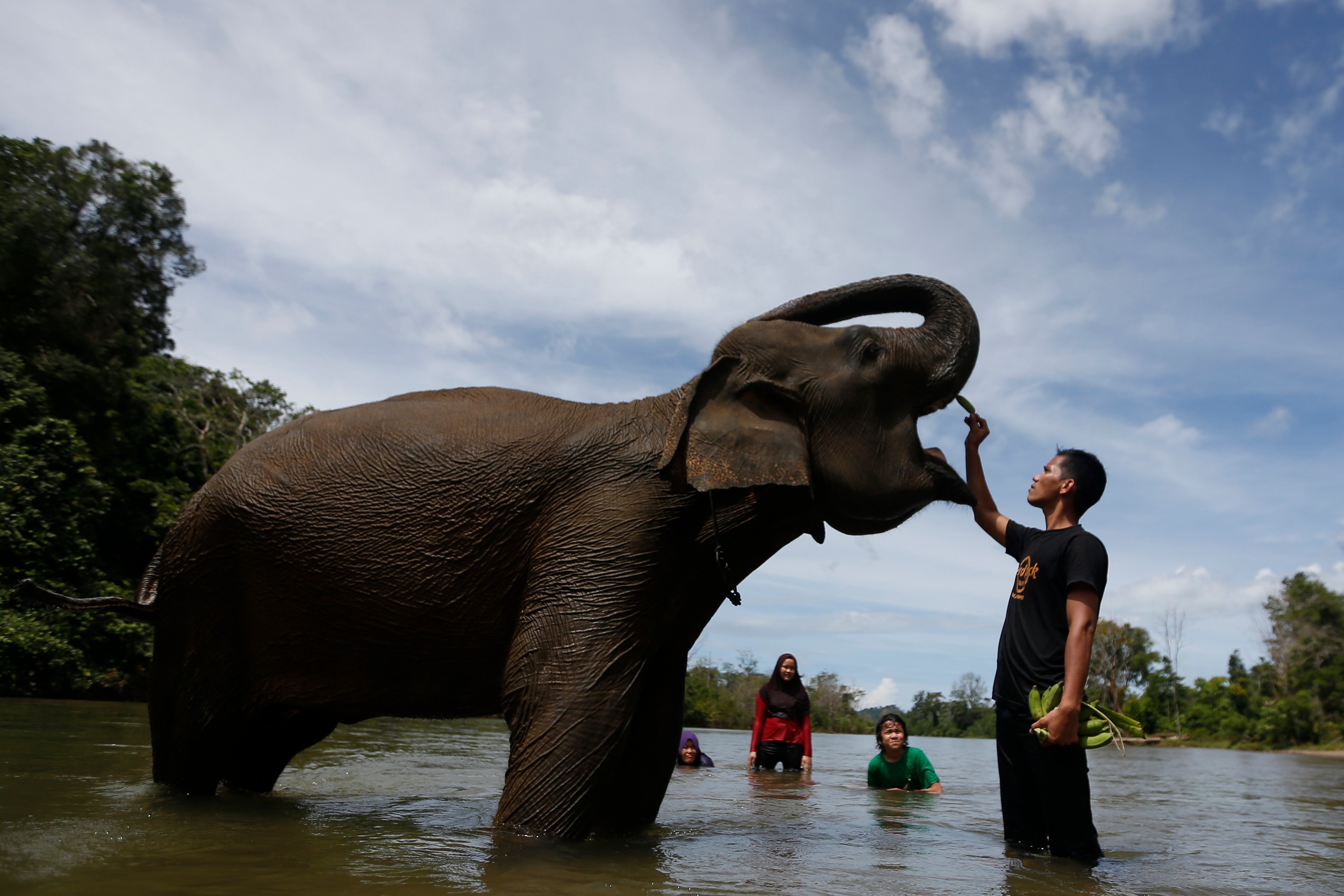 Wisatawan menyaksikan pawang (mahout) melatih gajah sumatra jinak di Conservation Respons Unit (CRU) Sampoiniet, Aceh Jaya