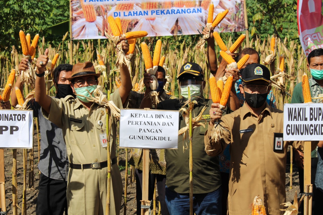 Pekarangan Ditanam Jagung,Wabup Gunung Kidul Panen Bersama Petani