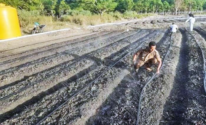 Lahan kering di NTT diubah menjadi produktif dengan teknologi pengembunan oleh penyuluh pertanian di sana.